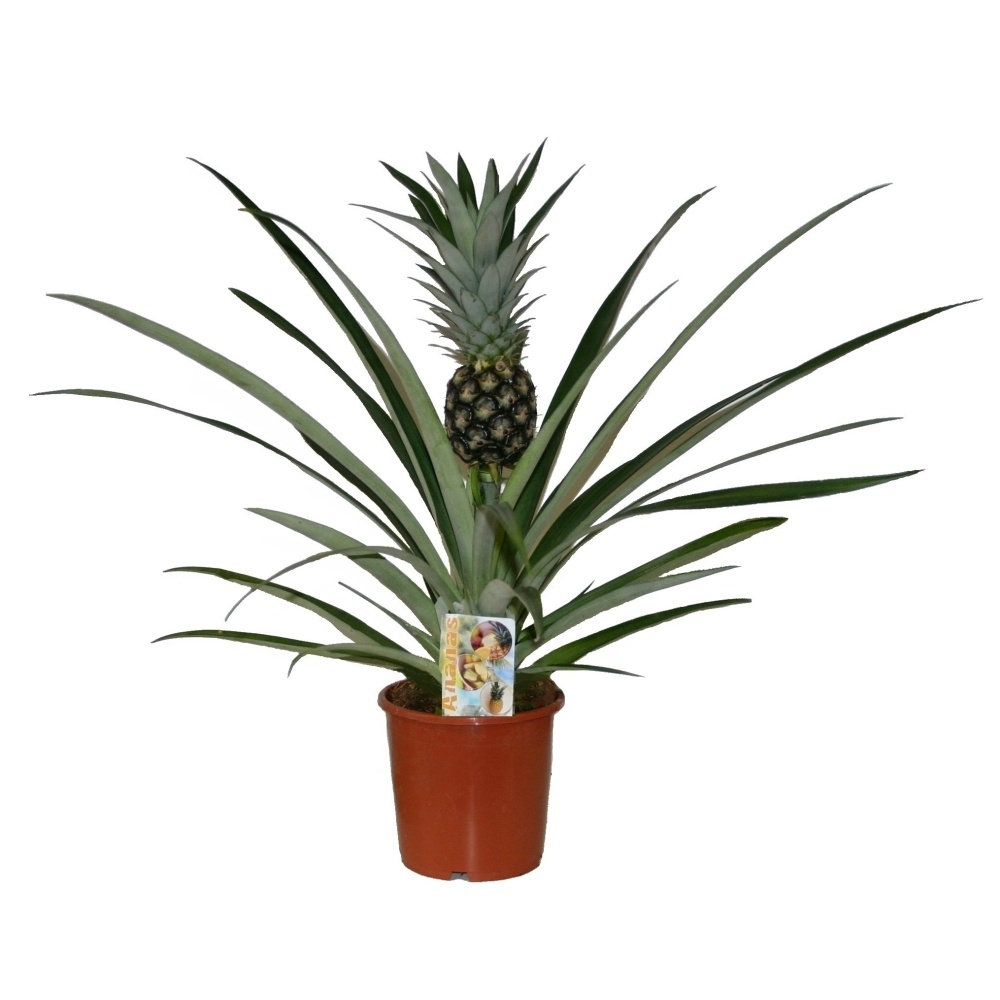 Okrasné pokojové rostliny - Ananasovník chocholatý květináč 17cm