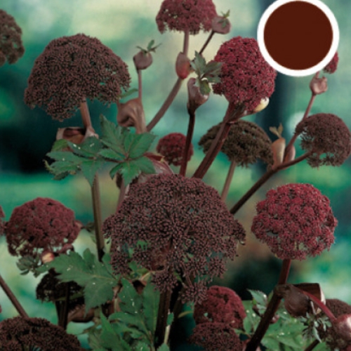 Na slunce - Andělika obrovská 2 litry