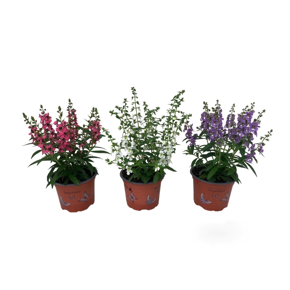Nádobové květiny - Angelonie mix, květináč 12cm