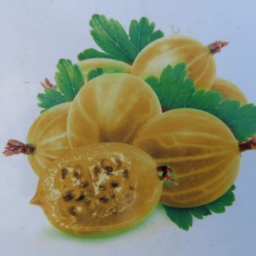 Rostliny - Angrešt bílý 'Rixanta' kmínek 90cm, 3 litry