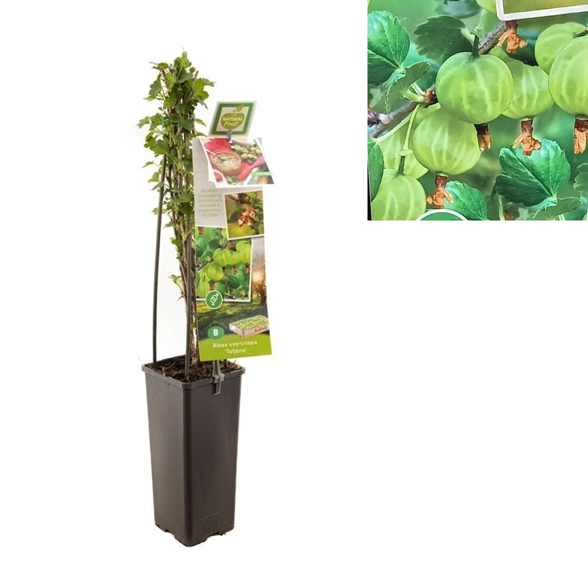 Angrešty - Angrešt bílý Tatjana květináč 2 litry