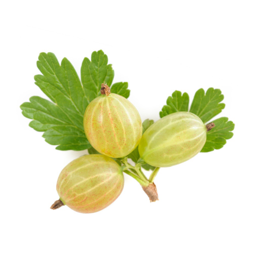 Angrešty - Angrešt bílý Triumph kmínek 60cm