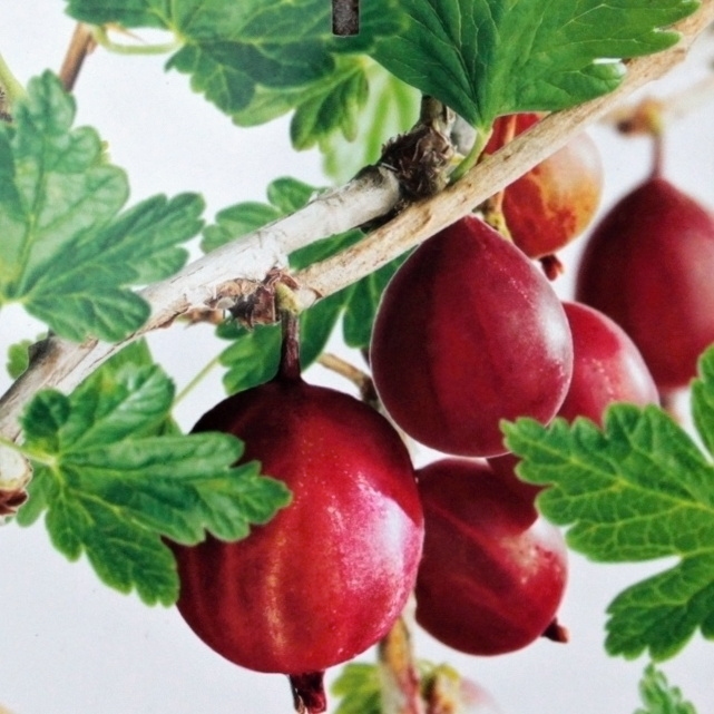 Rostliny - Angrešt 'Captivator' květináč 2 litry, keř, červený