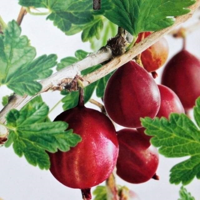 Rostliny - Angrešt Captivator květináč 5 litrů, keř, červený