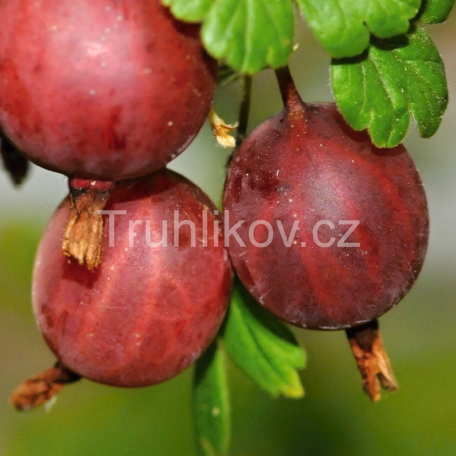 Rostliny - Angrešt 'Captivator' prostokořenný, kmínek 60cm, červený