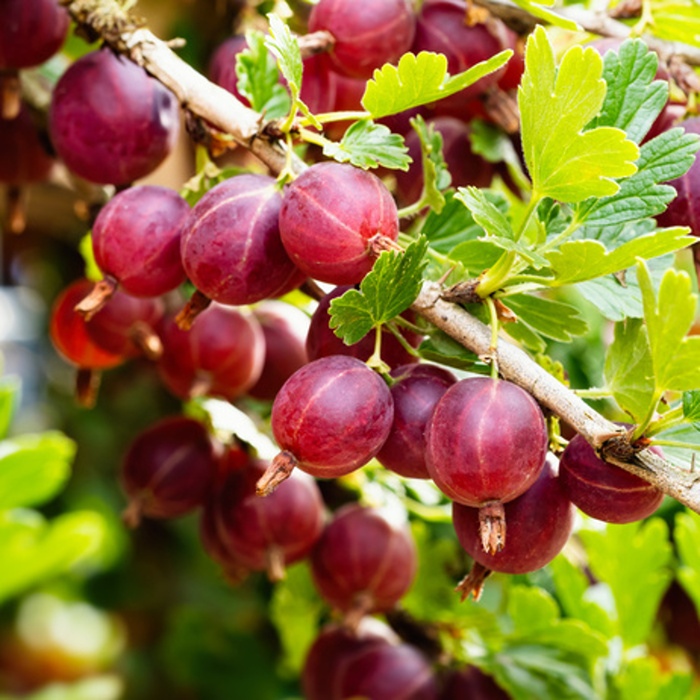 Angrešty - Angrešt červený 'Crispa Darling' květináč 3 litry, ranný
