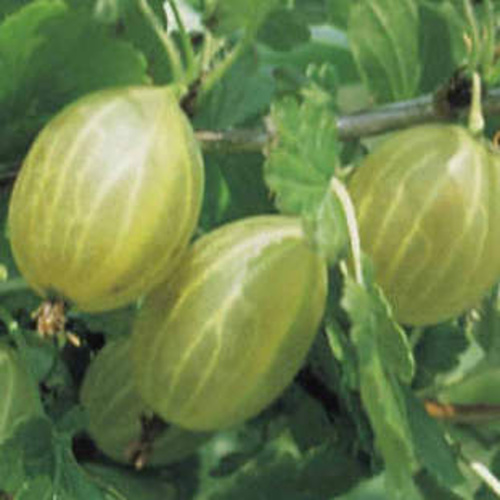 Angrešty - Angrešt 'Hinnomekei Gul' květináč 1,6 litru