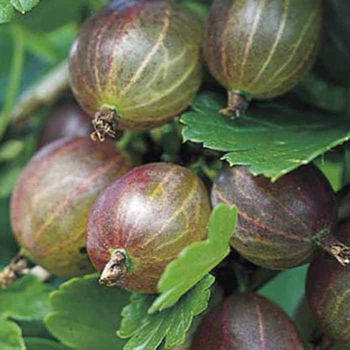 Rostliny - Angrešt 'Hinnomekei Red' výška 30/40cm, květináč 1,6 litru, keř