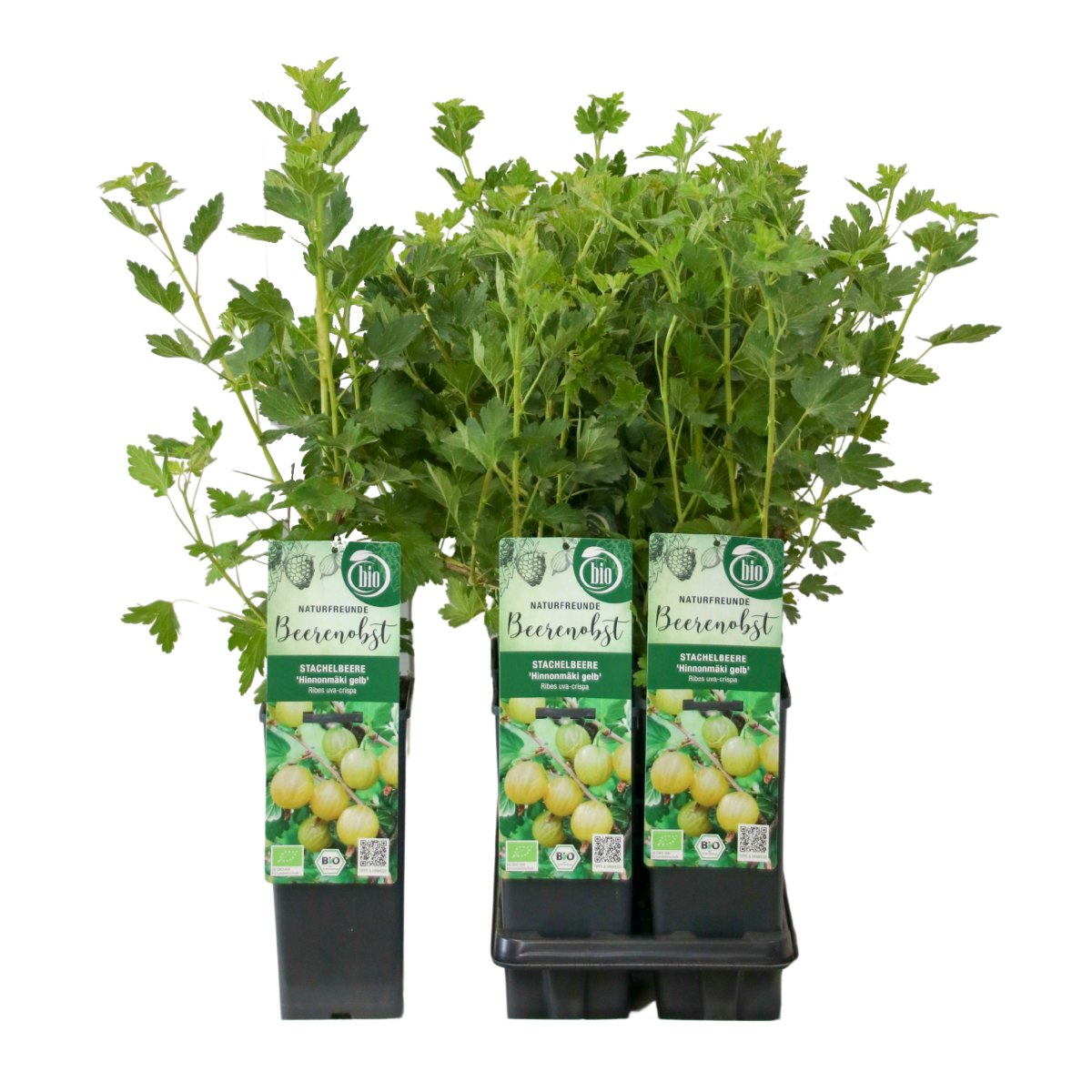 Angrešty - Angrešt Hinnonmaki Yellow výška 30/40cm, květináč 2 litry