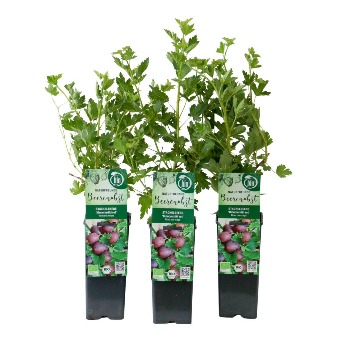 Angrešty - Angrešt Hinnonmakii Red výška 30/40cm, květináč 2 litry