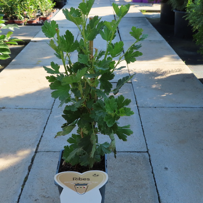 Angrešt Hinnonmekei Green květináč 2 litry, keř, bílý-0