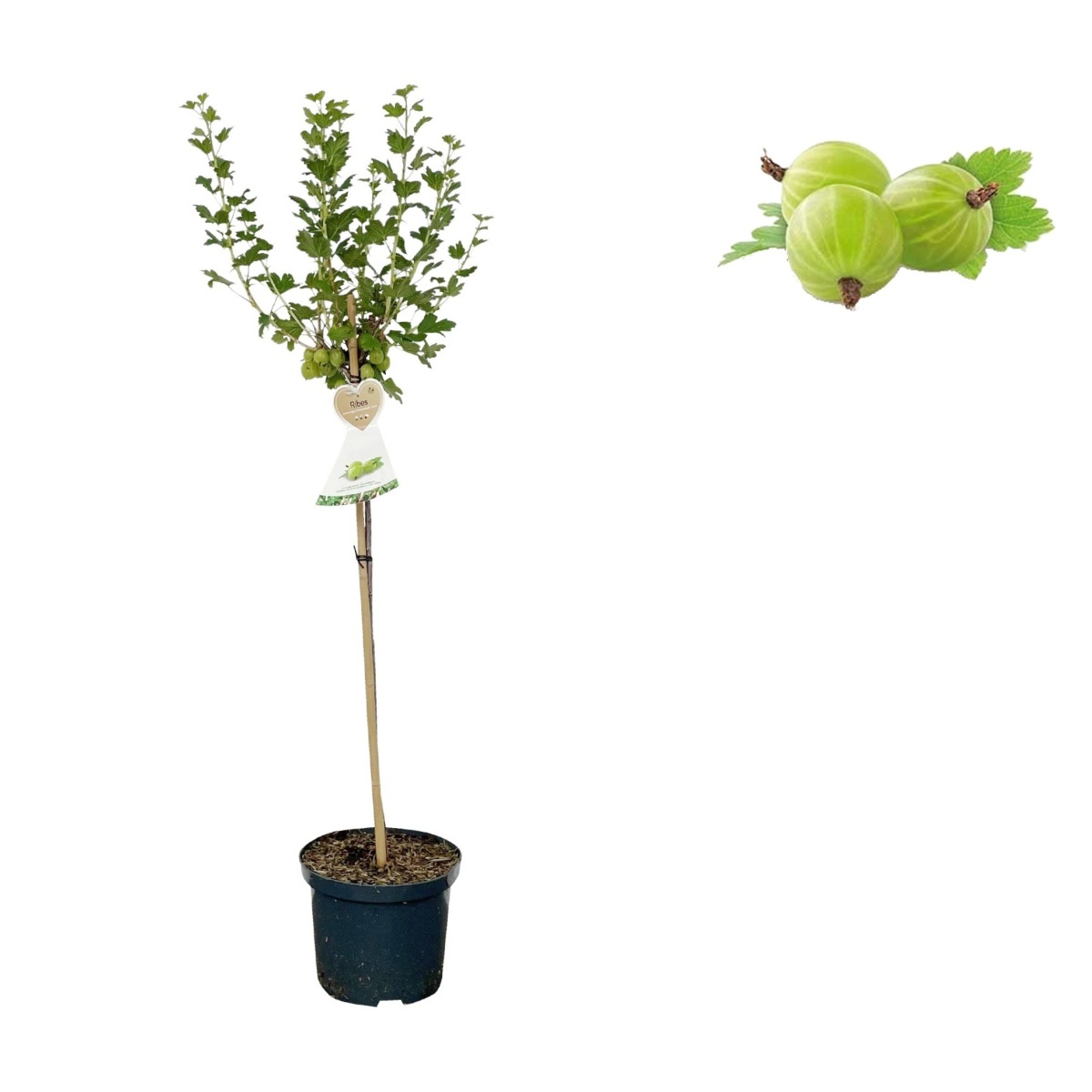 Rostliny - Angrešt Hinnonmekei Green květináč 3 litry, kmínek 90cm, bílý
