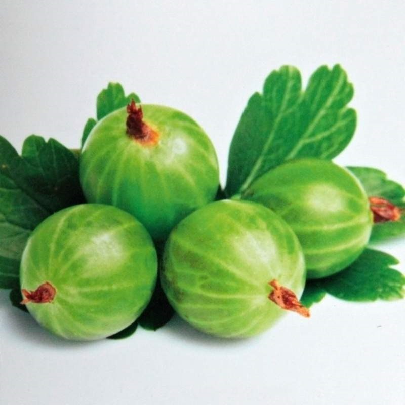 Angrešty - Angrešt Hinnonmekei Green květináč 5 litrů, keř, bílý