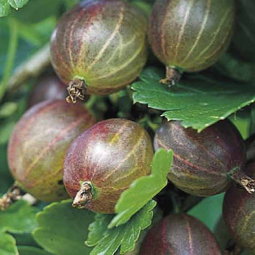 Rostliny - Angrešt Hinnonmekei Red květináč 2 litry, keř, červený