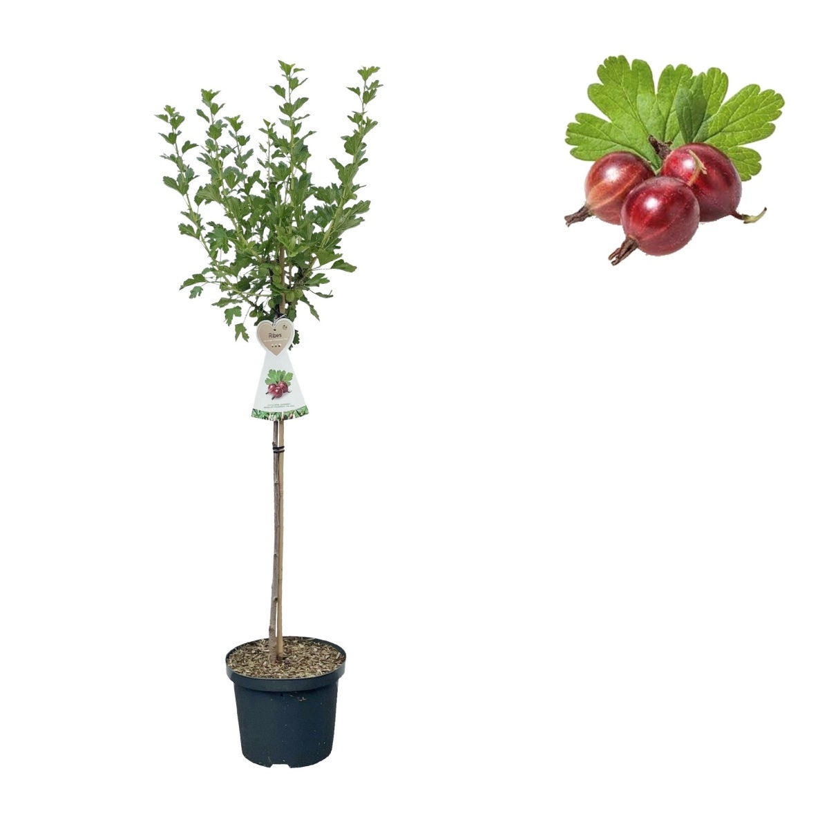 Angrešty - Angrešt Hinnonmekei Red květináč 3 litry, kmínek 90cm, červený