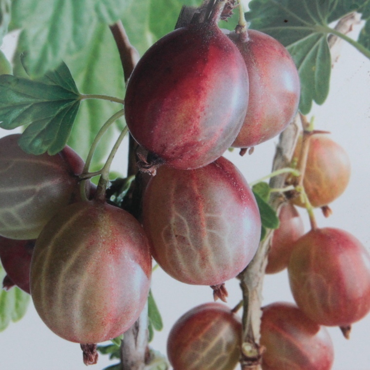 Angrešty - Angrešt Hinnonmekei Red květináč 5 litrů, keř, červený