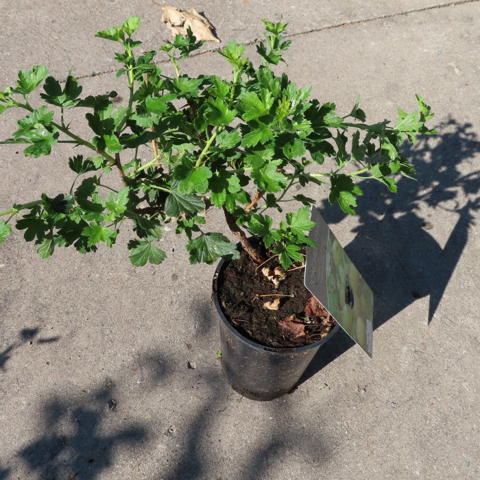 Angrešty - Angrešt 'Hinnonmekei Yellow' květináč 3 litry, keř, žlutý