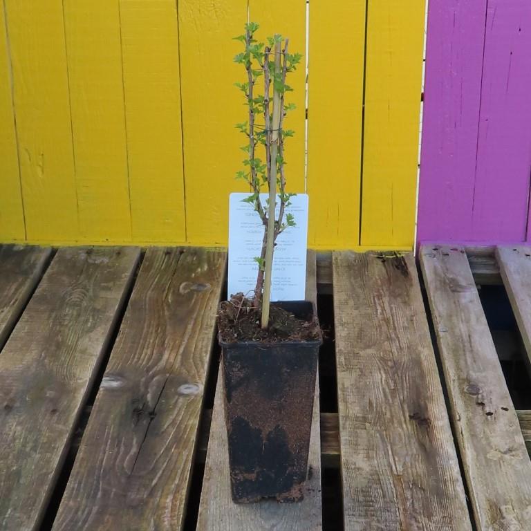 Angrešty - Angrešt 'Hinnonmeki Geel' květináč 2 litry, keř, bílý