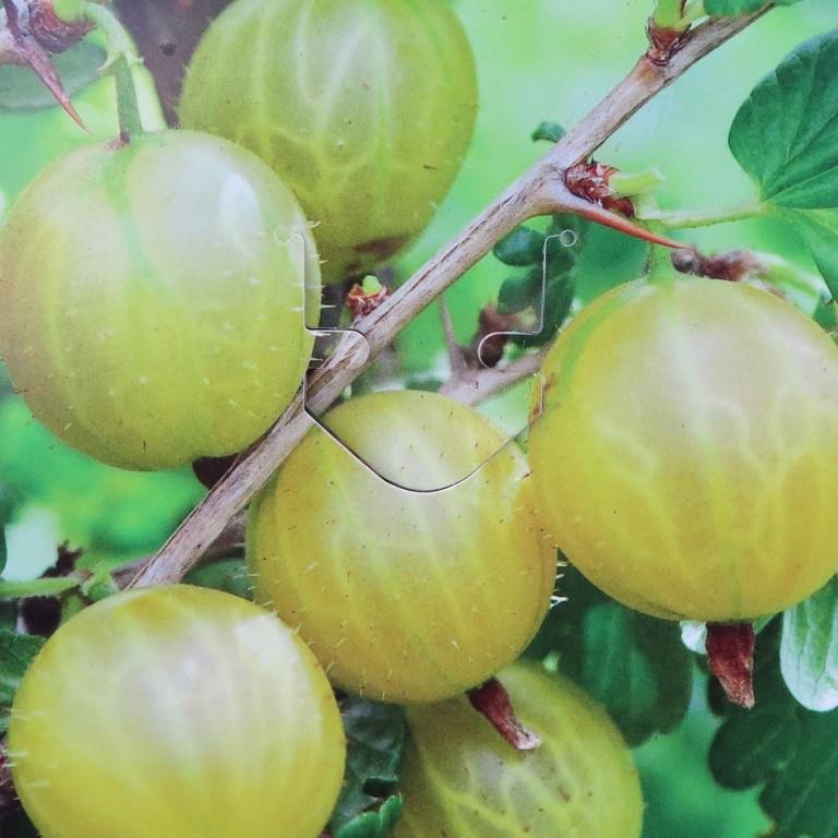 Angrešt 'Hinnonmeki Geel' květináč 2 litry, keř, bílý-0