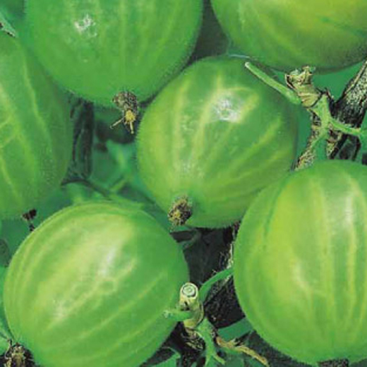 Angrešty - Angrešt 'Invicta' květináč 2 litry, keř, bílý