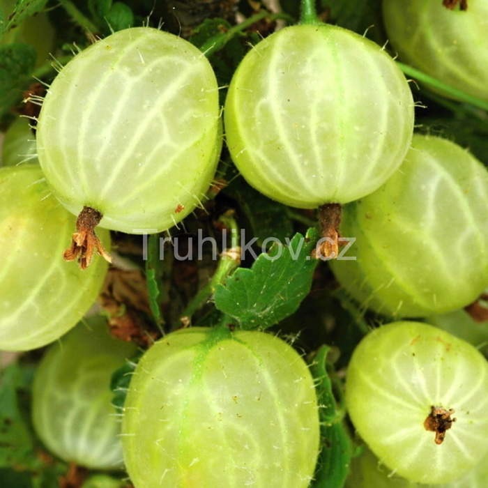 Angrešty - Angrešt Invicta květináč 3 litry, kmínek 60cm, bílý