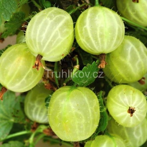 Angrešty - Angrešt 'Invicta' květináč 5 litrů, keř, bílý