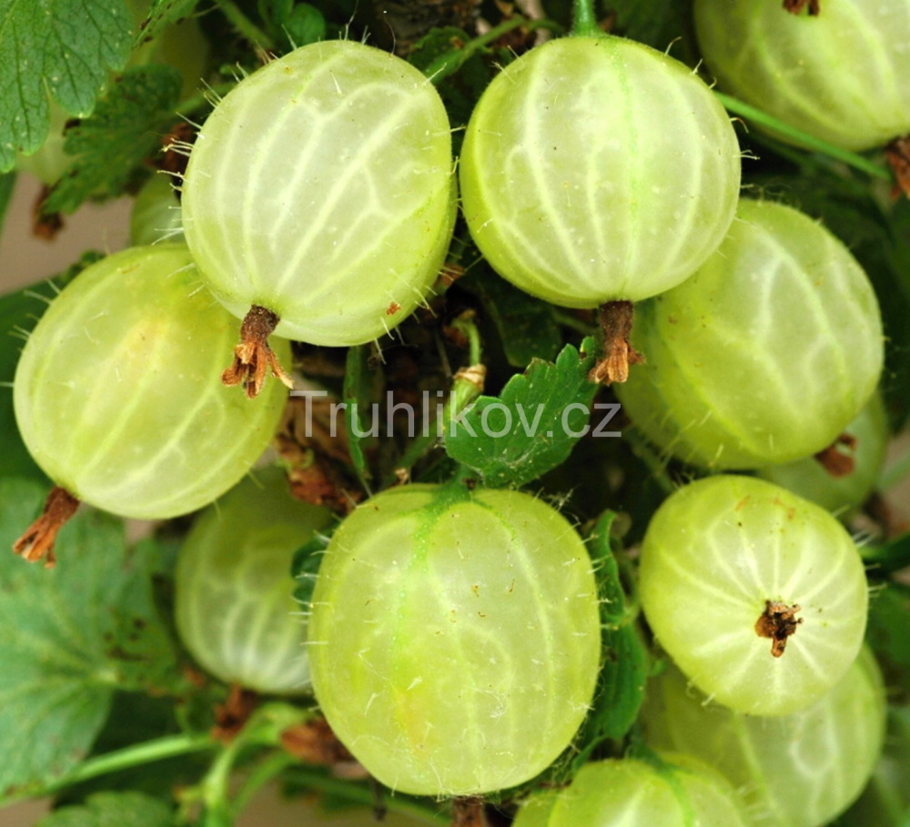 Rostliny - Angrešt 'Invicta' prostokořenný, kmínek 60cm, bílý