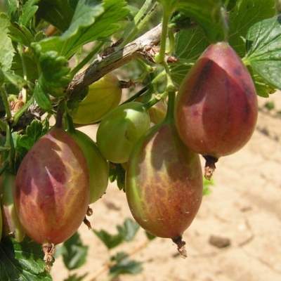 Angrešty - Angrešt 'Karát' květináč 3 litry, kmínek 60cm, červený