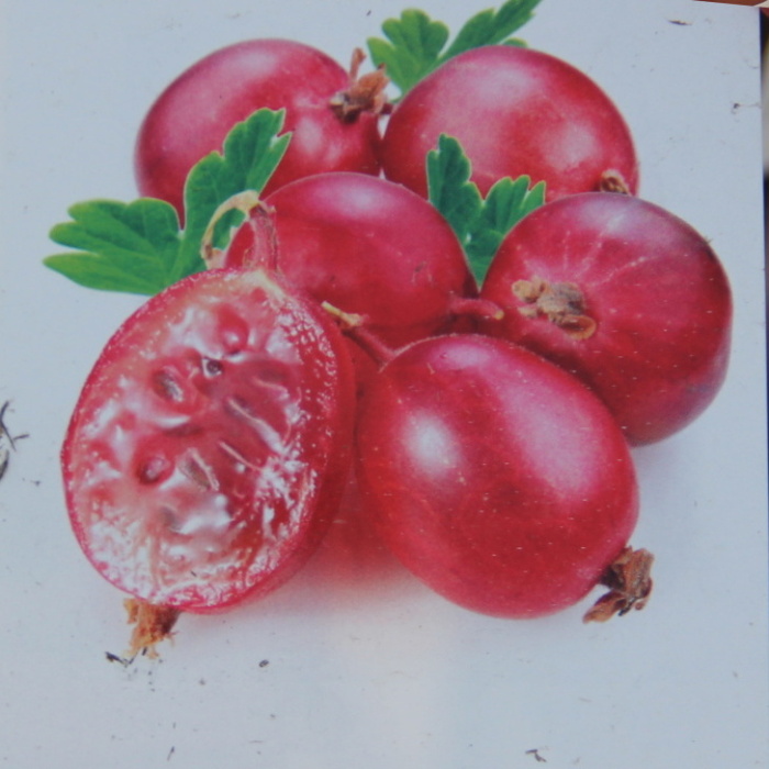 Angrešt 'Krasnoslavjanskij' kmínek 60cm, stromek-0