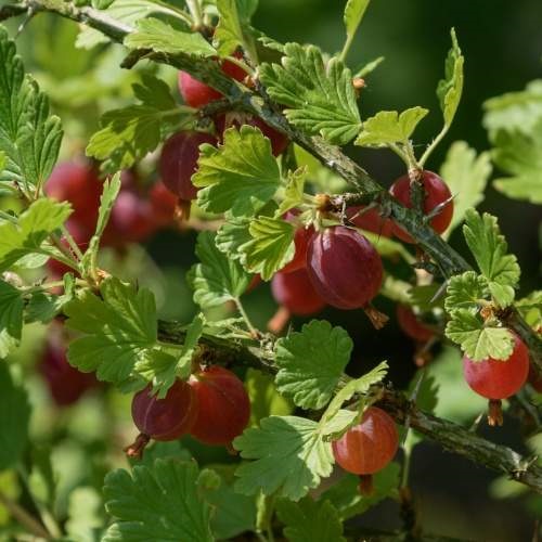 Rostliny - Angrešt 'Martlet' květináč 3 litry, kmínek 60cm, červený