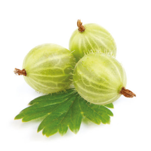 Rostliny - Angrešt Mucurines květináč 3 litry, kmínek 60cm, bílý