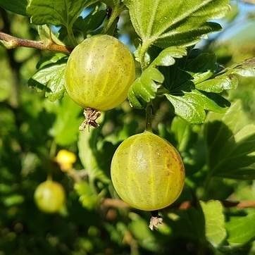 Rostliny - Angrešt 'Prima' květináč 3 litry, kmínek 60cm, bílý