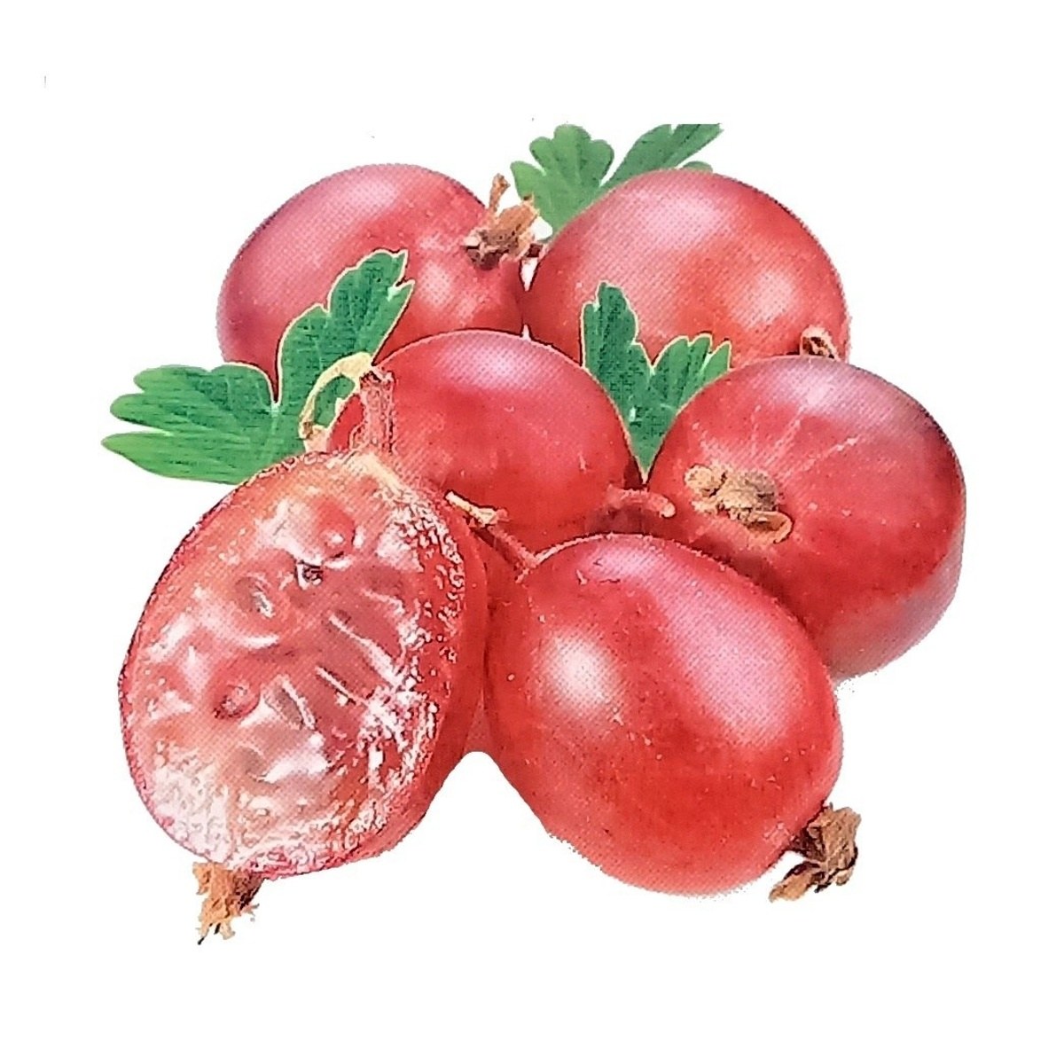 Rostliny - Angrešt Redeva kmínek 60cm, květináč 3 litry