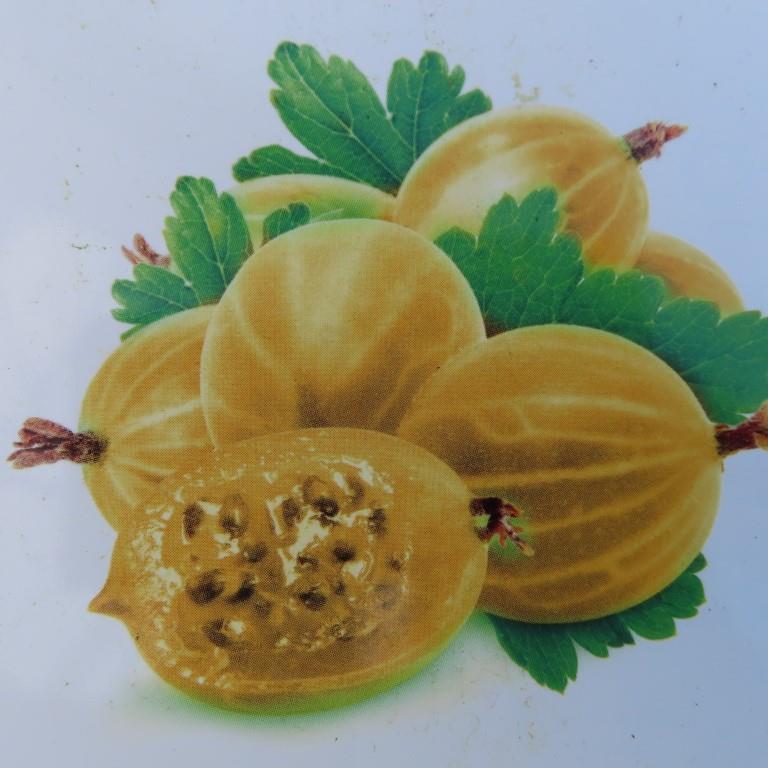 Angrešty - Angrešt Rixanta květináč 3 litry, kmínek 60cm, bílý