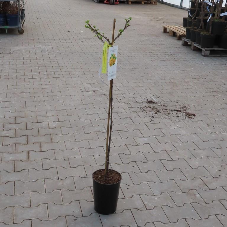 Angrešt Rixanta květináč 3 litry, kmínek 60cm, bílý-0