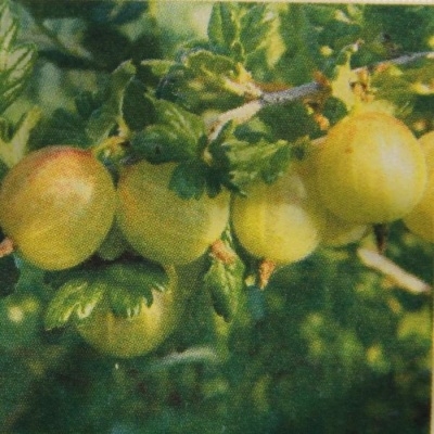 Rostliny - Angrešt 'Rodnik' prostokořenný, kmínek 60cm, žlutý