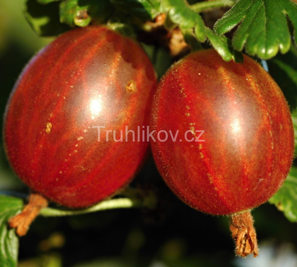 Rostliny - Angrešt 'Rolonda' prostokořenný, kmínek 60cm, červený