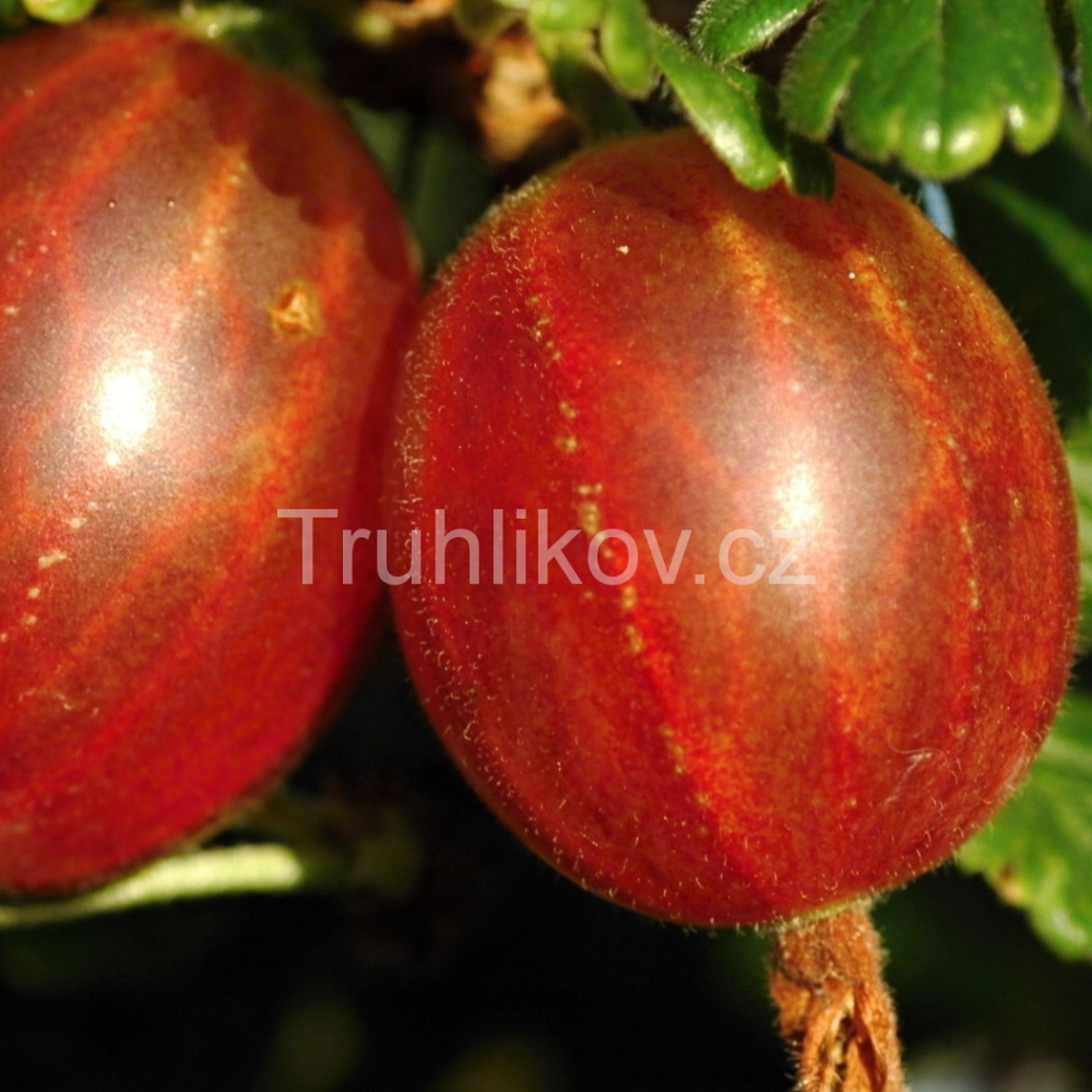 Angrešt 'Rolonda' prostokořenný, kmínek 60cm, červený-0