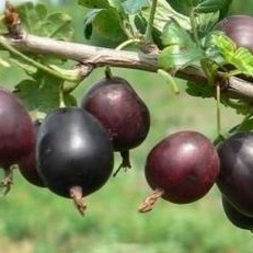 Rostliny - Angrešt 'Severnyj kapitán' květináč 3 litry, kmínek 60cm, červený