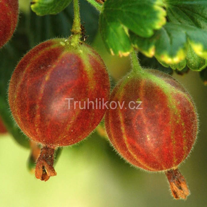 Rostliny - Angrešt 'Spine Free' květináč 3 litry, kmínek 60cm, červený