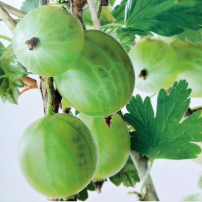 Rostliny - Angrešt 'Tatjana' květináč 5 litrů, keř, bílý