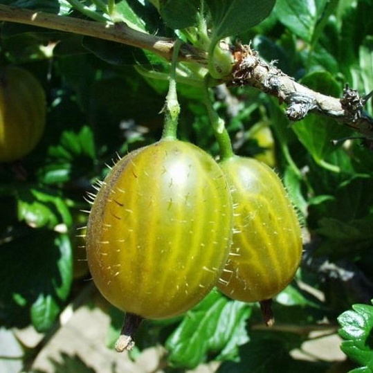 Rostliny - Angrešt 'Zlatý fík' prostokořenný, kmínek 60cm, žlutý