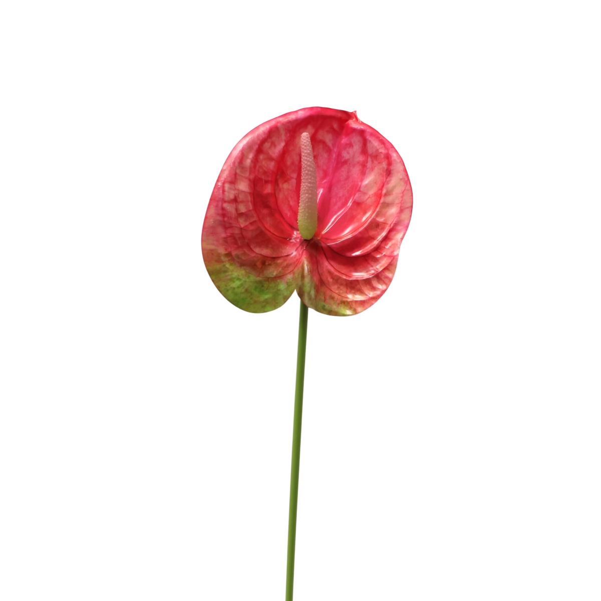 Celoroční umělé květiny - Anthurium řezané umělé zeleno-červené 67cm