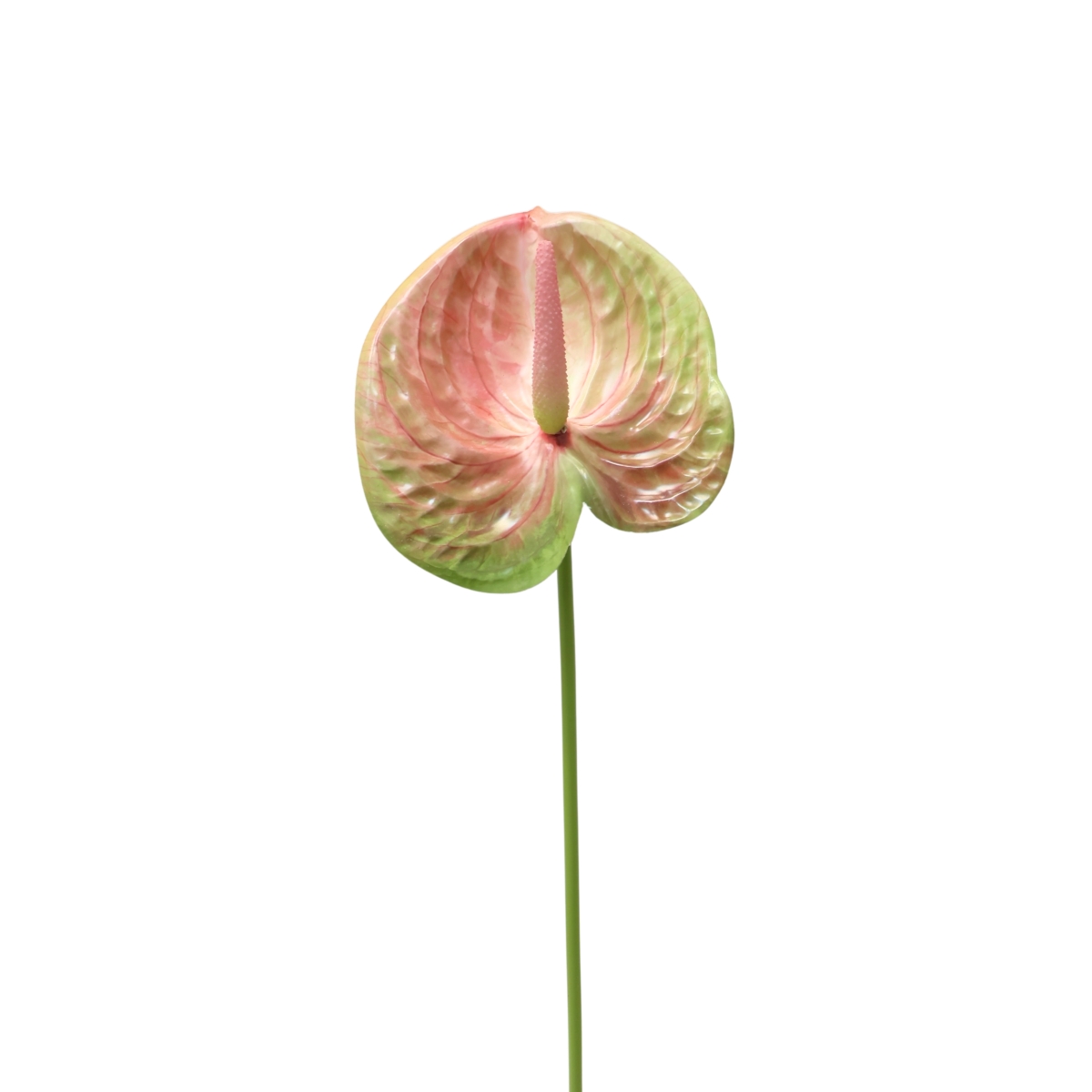 Celoroční umělé květiny - Anthurium řezané umělé zeleno-růžové 67cm