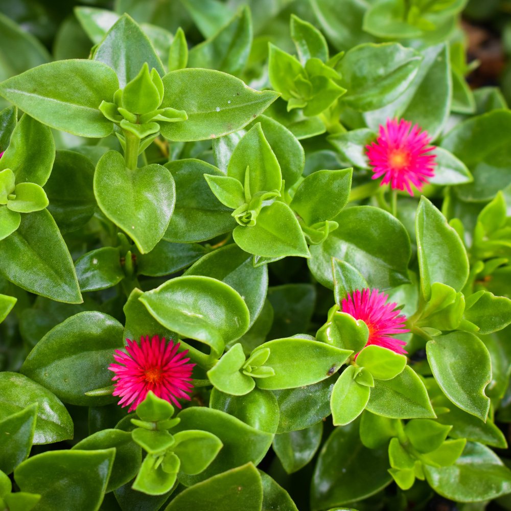 Nádobové květiny - Apténie, kosmatovník srdčitý květináč 10,5cm