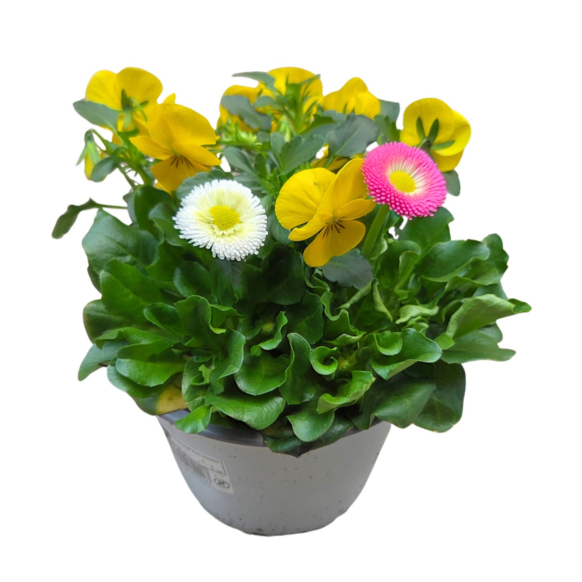 Nádobové květiny - Aranžmá jarních rostlin mix květináč 13cm