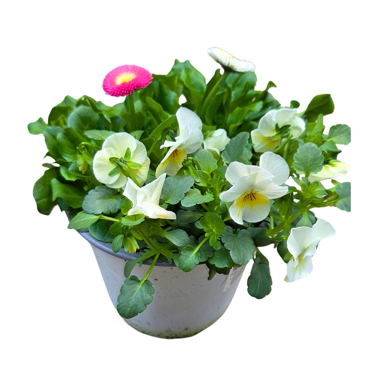 Aranžmá jarních rostlin mix květináč 13cm-0