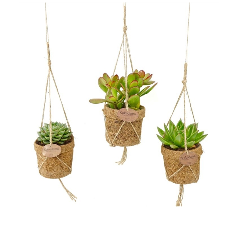 Kokodama - Aranžmá Kokodama závěs mix 10cm