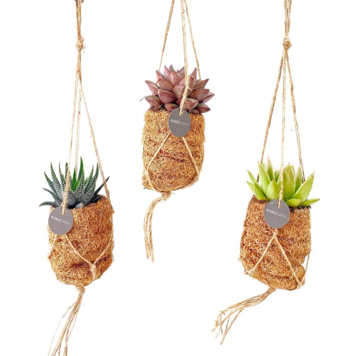 Kokodama - Aranžmá kokodama závěs mix 7cm