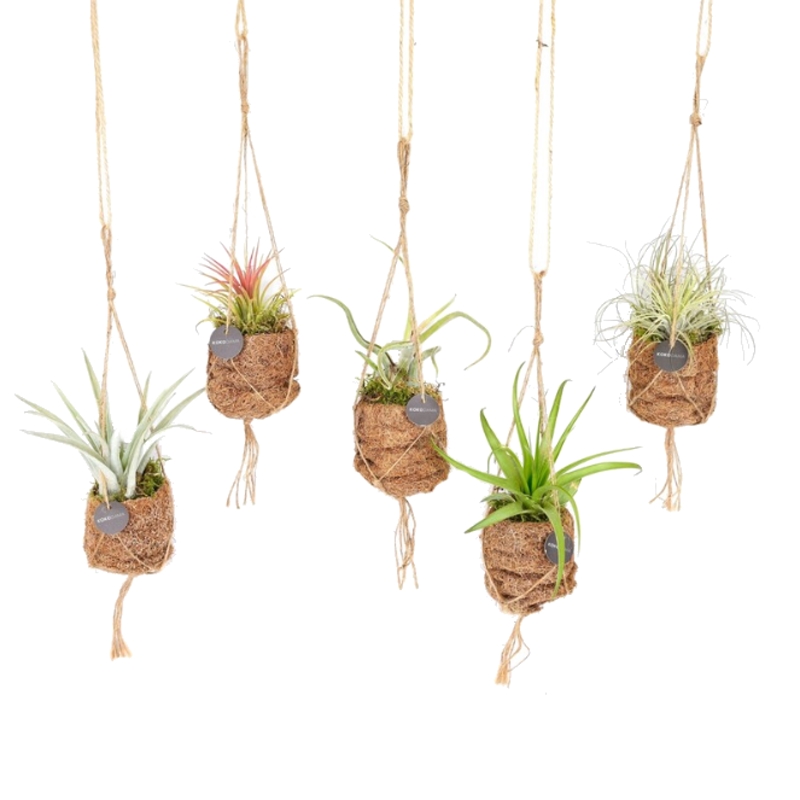 Aranžmá kokodama závěs mix 7cm-0